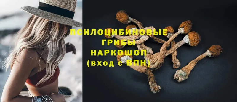 Псилоцибиновые грибы Psilocybe  Касимов 